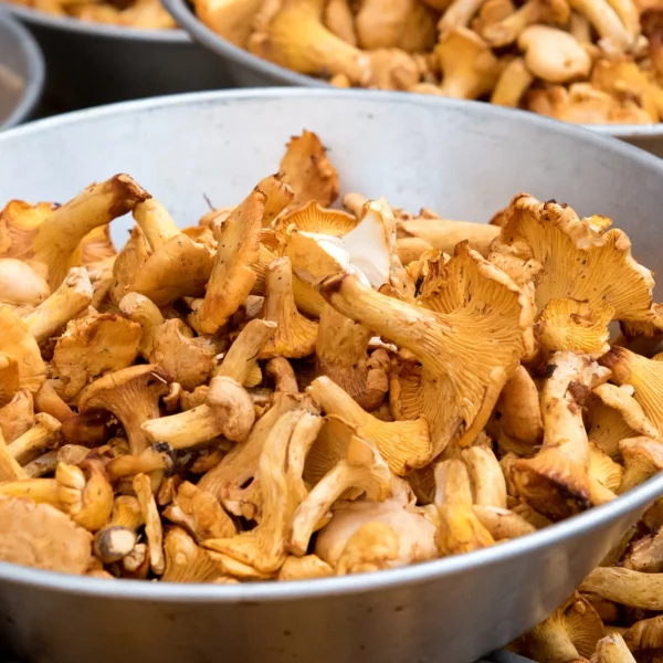 Chanterelle Mushrooms
