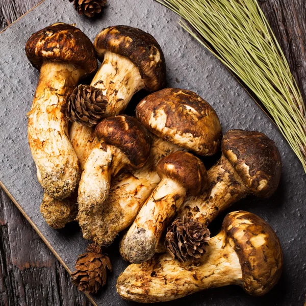 Matsutake Mushroom